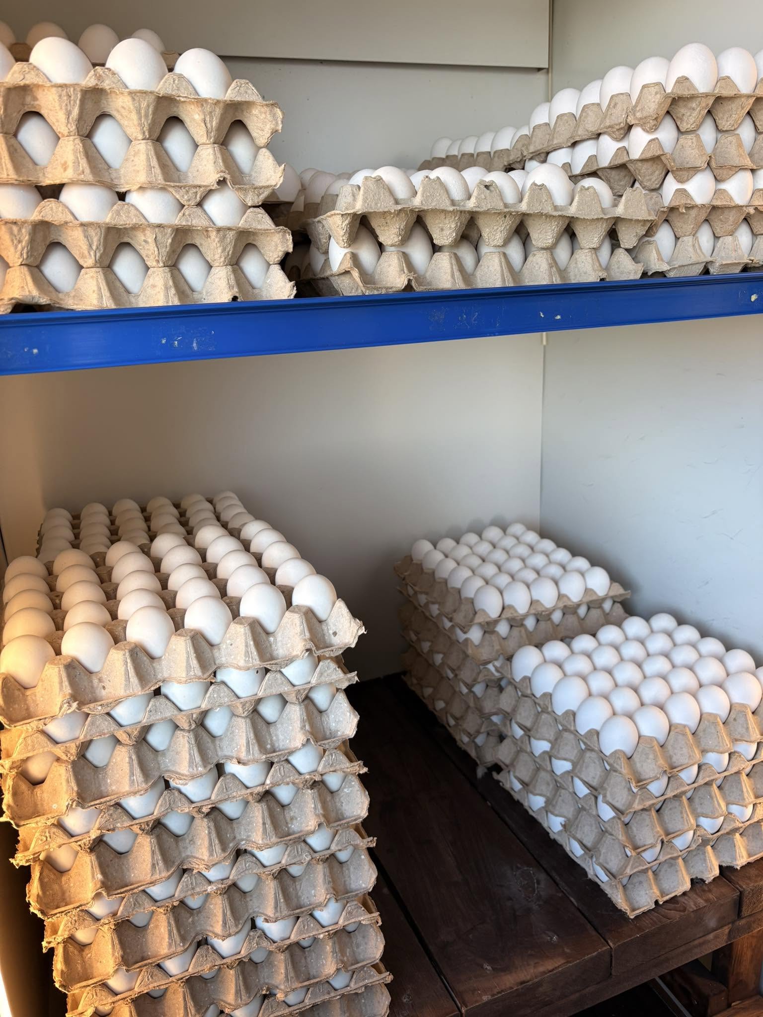Egg i brett med 30 stk fra Vesterålsegg